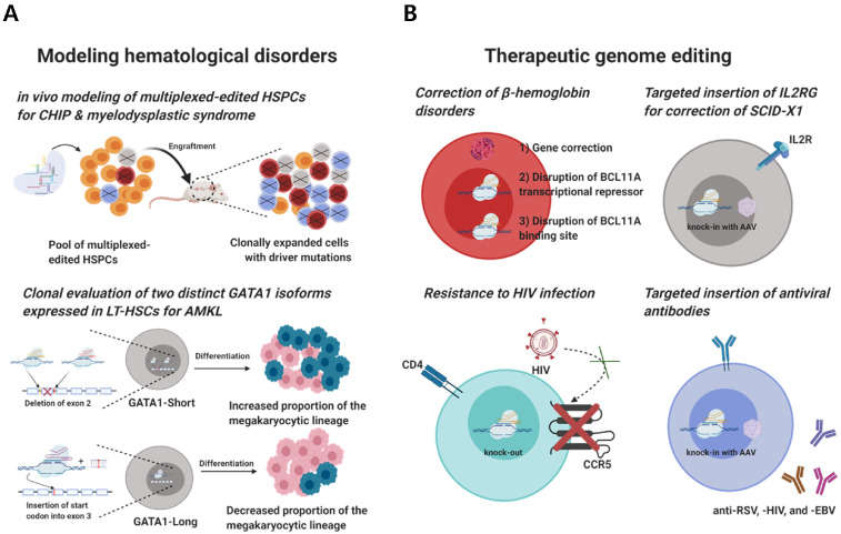 Applications of CRISPR/Cas9 in HSPCs and B cells (Kim et al., 2021)