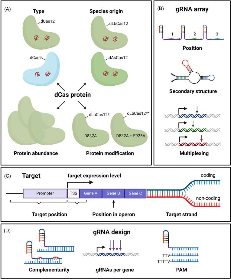 Factors affecting CRISPRi repression efficacy (Vercauteren et al., 2024)