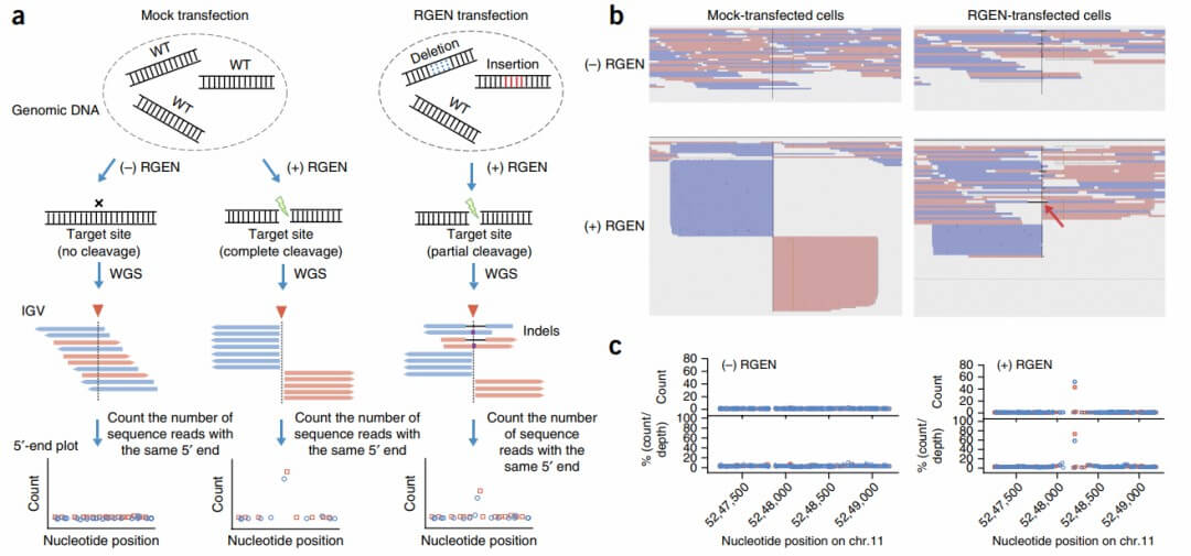 Figure 3. digenome' sequencing to capture off-target sites