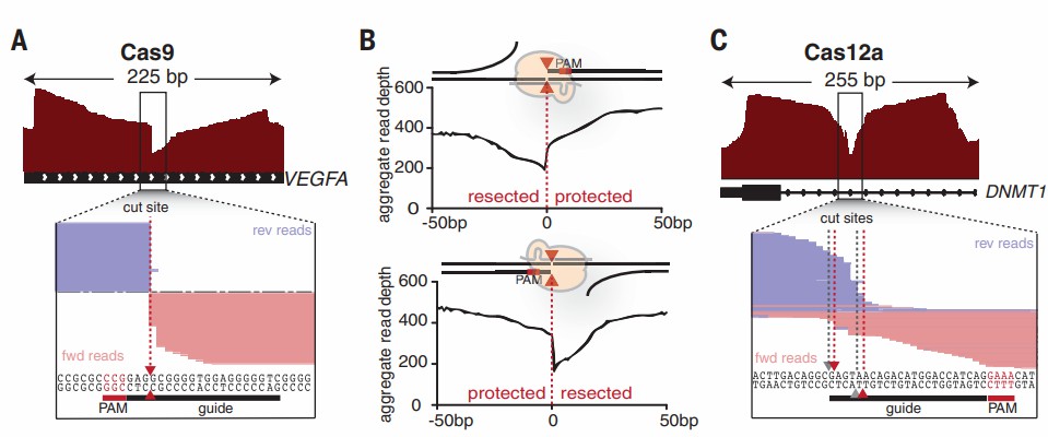 Figure 2. MRE11 ChIP analysis at Cas9-induced double-strand breaks, characterizing molecular DNA repair.
