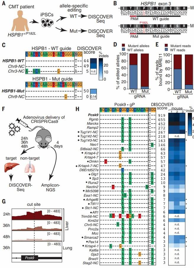 Figure 4. Application of DISCOVER-seq in patient-derived iPSCs and in vivo models for genome editing.