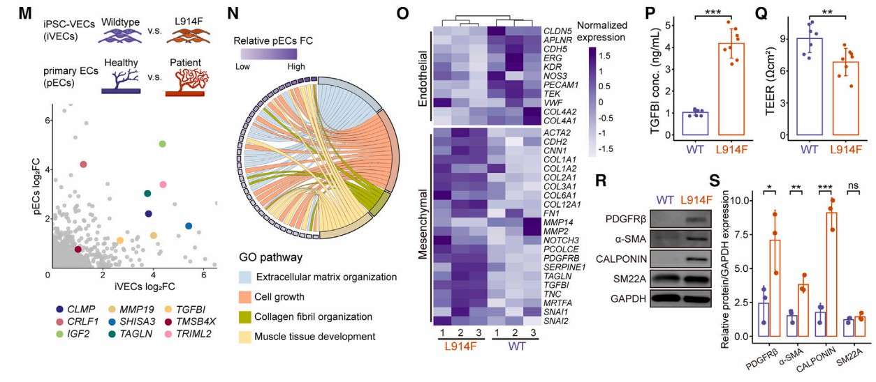 In vitro modeling of vascular malformations using TIE2-L914F mutant iVECs (Pan et al., 2025)
