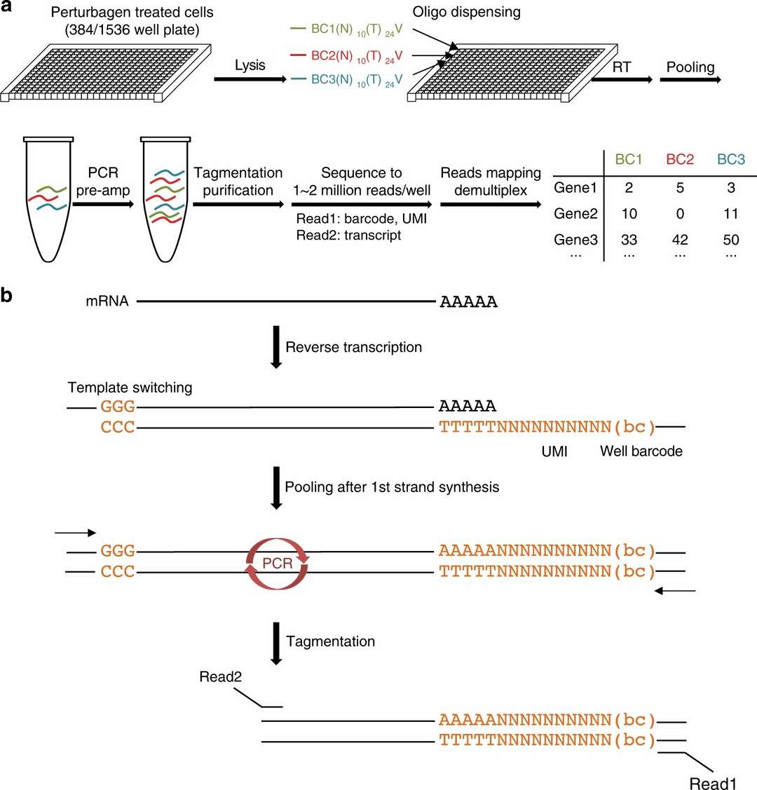 Overview diagram of DRUG-seq technology highlighting its core components and workflow.