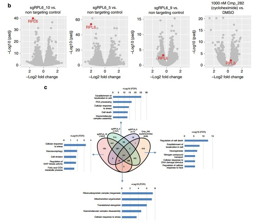 Differential gene expression heatmap post-compound treatment, indicating upregulated and downregulated genes.