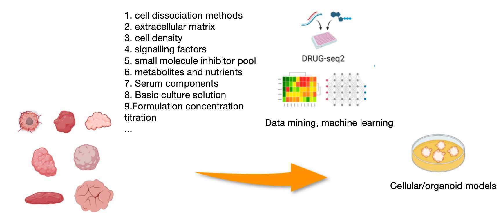 Optimization of culture media for cell populations and organoids via DRUG-seq2