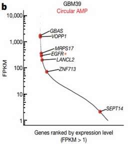 Highly expressed cancer genes on eccDNA