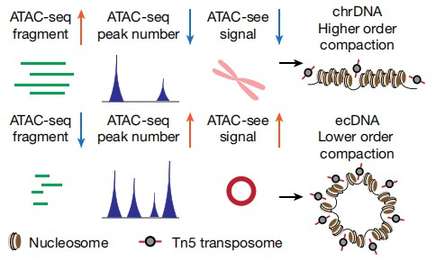 Depiction and interpretation of integrated technologies to assess chromatin compaction.