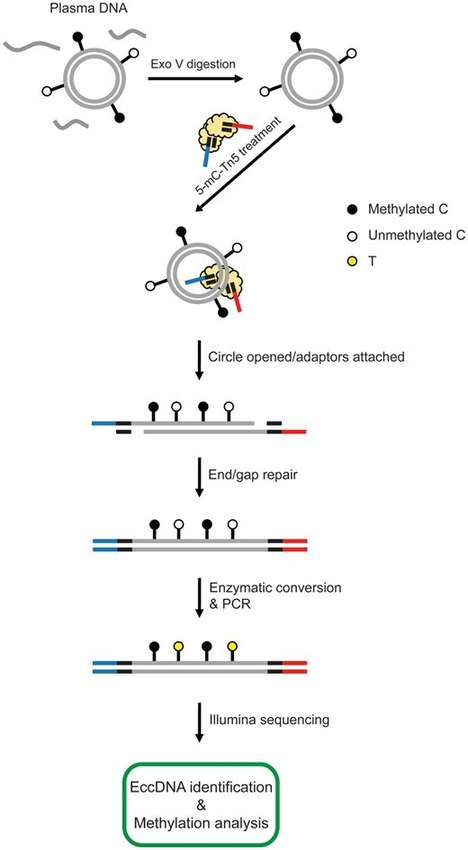 eccDNA Methylation Sequencing Workflow