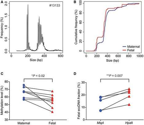 Length and methylation analysis of circular DNA from maternal and fetal sources.