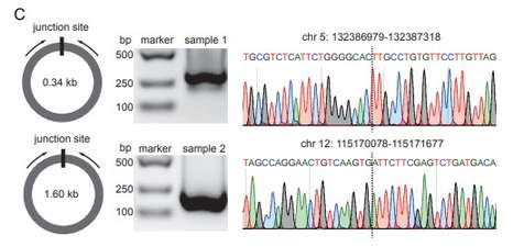 PCR and Sanger-sequencing validation of cell-free eccDNA junction site