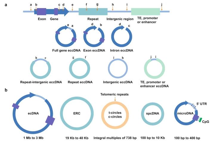 Structures and biological features of eccDNA. 