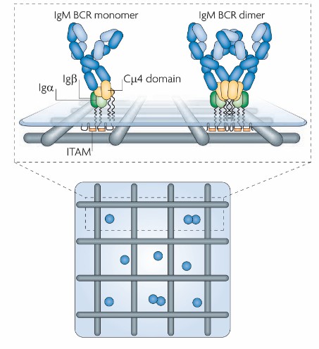 The structure of the BCR (Pierce et al., 2010)