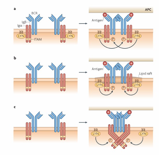 Models of how BCR oligomers trigger signalling (Pierce et al., 2010)