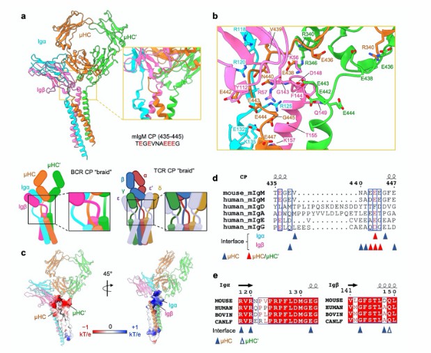 Overview of IgM BCR (Dong et al., 2022)
