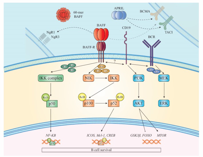 BAFF and BAFF-R signaling pathways (Damianidou et al., 2022)