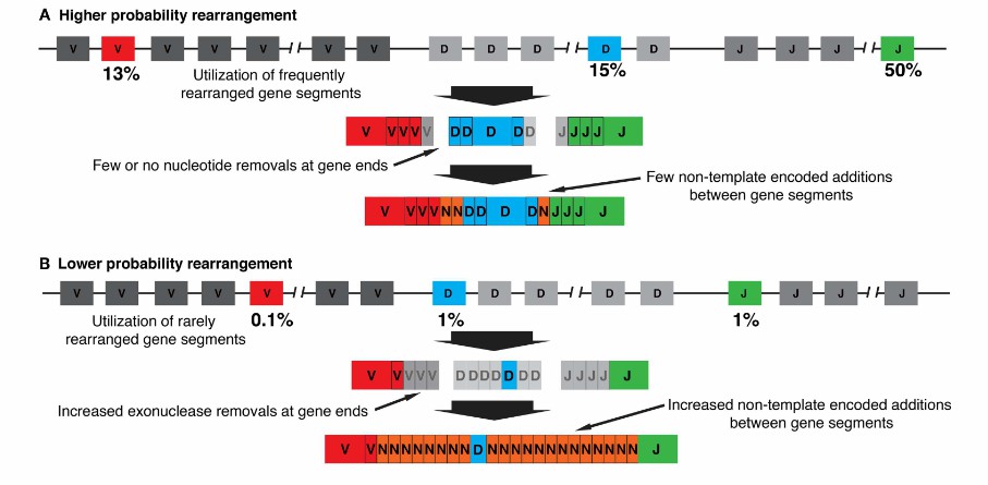 The rearrangements of BCR (Jackson et al., 2013)