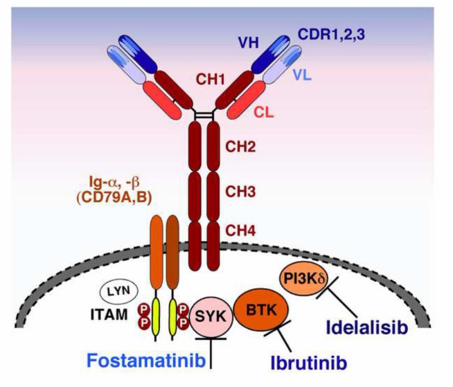 Mechanism of BCR activation in CLL (Burger et al., 2013)