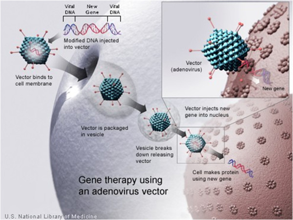 Diagram illustrating the mechanisms underlying viral vector-mediated gene therapy (Devaney et al., 2011)