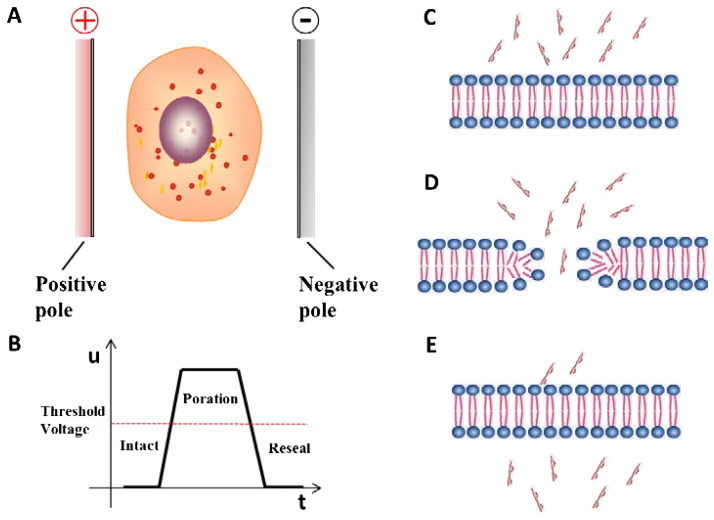 Principle of electroporation (Du et al., 2018)