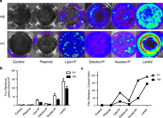 In vitro, each of the transfection protocols was used for the transfection and transduction of H9 and H1 hES cells (Cao et al., 2010)
