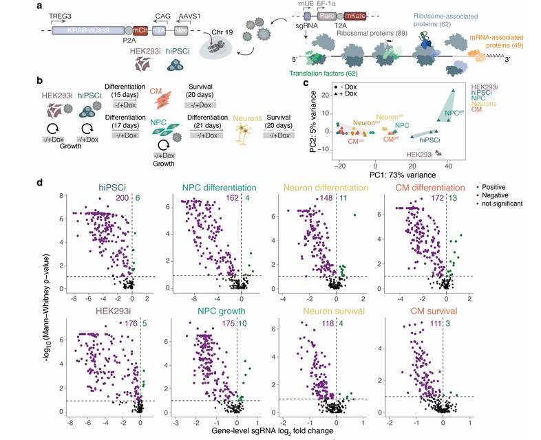 Using CRISPRi screens to identify essential components of the mRNA translation machinery in human cells (Rodschinka et al., 2025)