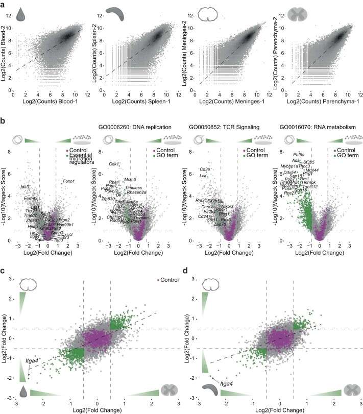 Analyse the genome-wide CRISPR screen (Kendirli et al., 2023)
