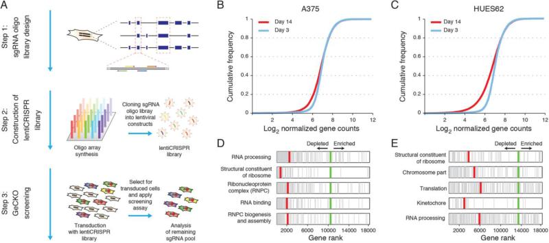 Example of library design and application for genome-scale negative selection screening (Shalem et al., 2014)