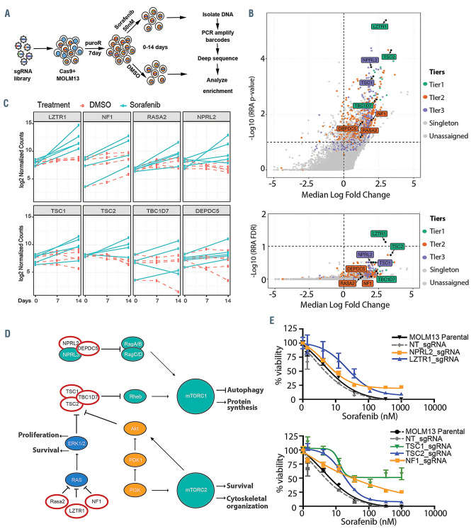 CRISPR knockout screen identifies negative regulators of MAPK and MTOR pathways (Damnernsawad et al., 2022)