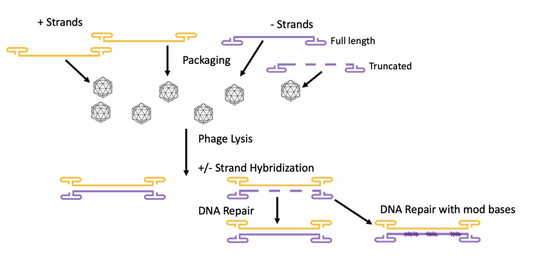 Cartoon Simplification for the Packaging and hybridization of AAV ssDNA (Hanscom et al., 2023)
