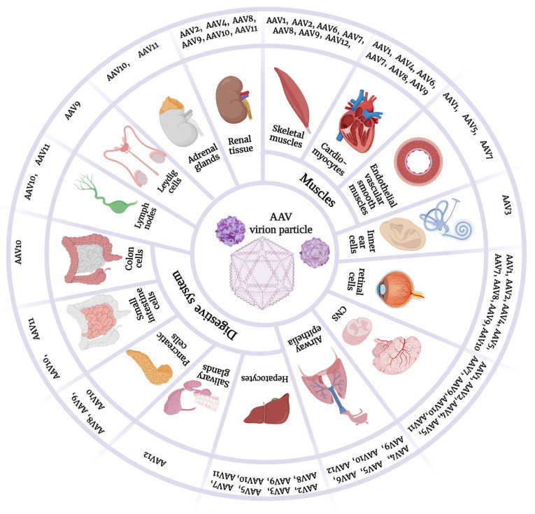 The tropisms of different AAV serotypes show variations (Issa et al., 2023)