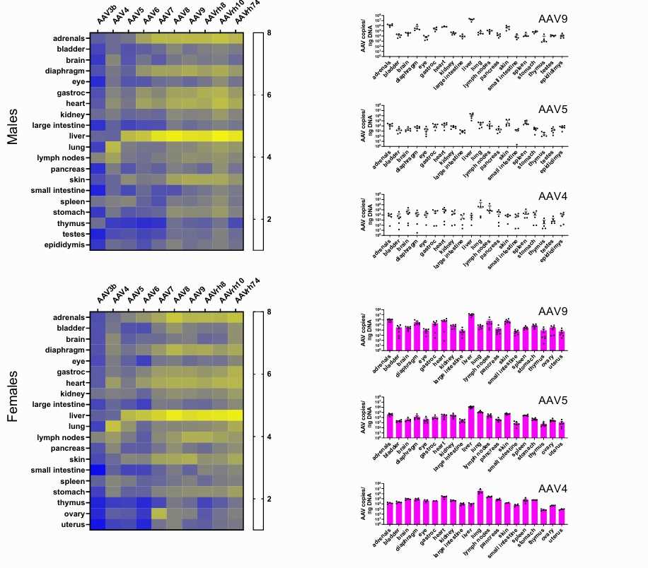 The biodistribution of 10 AAV serotypes in 22 different tissues (Walkey et al., 2024)