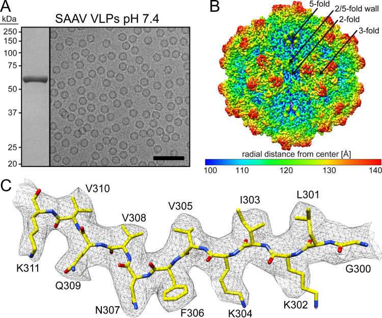 The cryo-EM structure of SAAV VLPs (Mietzsch et al., 2022)