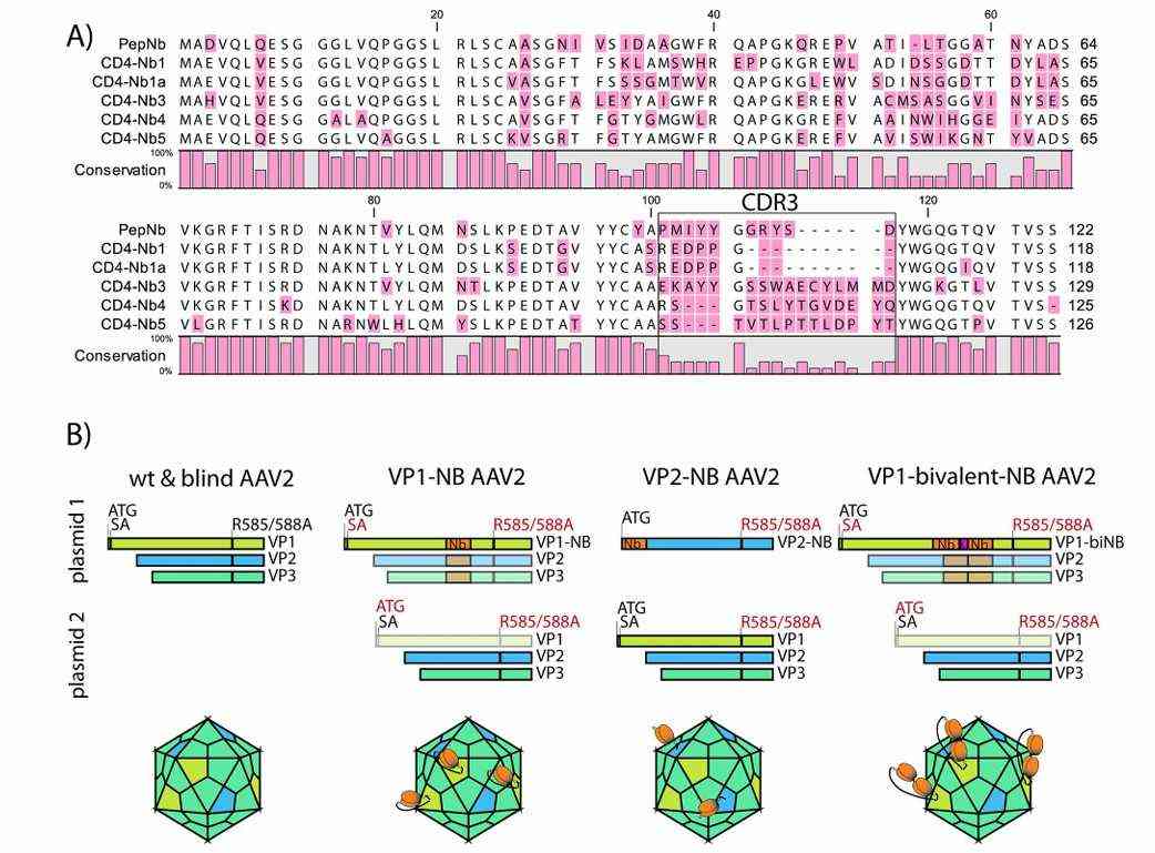 Sequences of Nb and the design of AAV2-Nb (Hamann et al., 2021)
