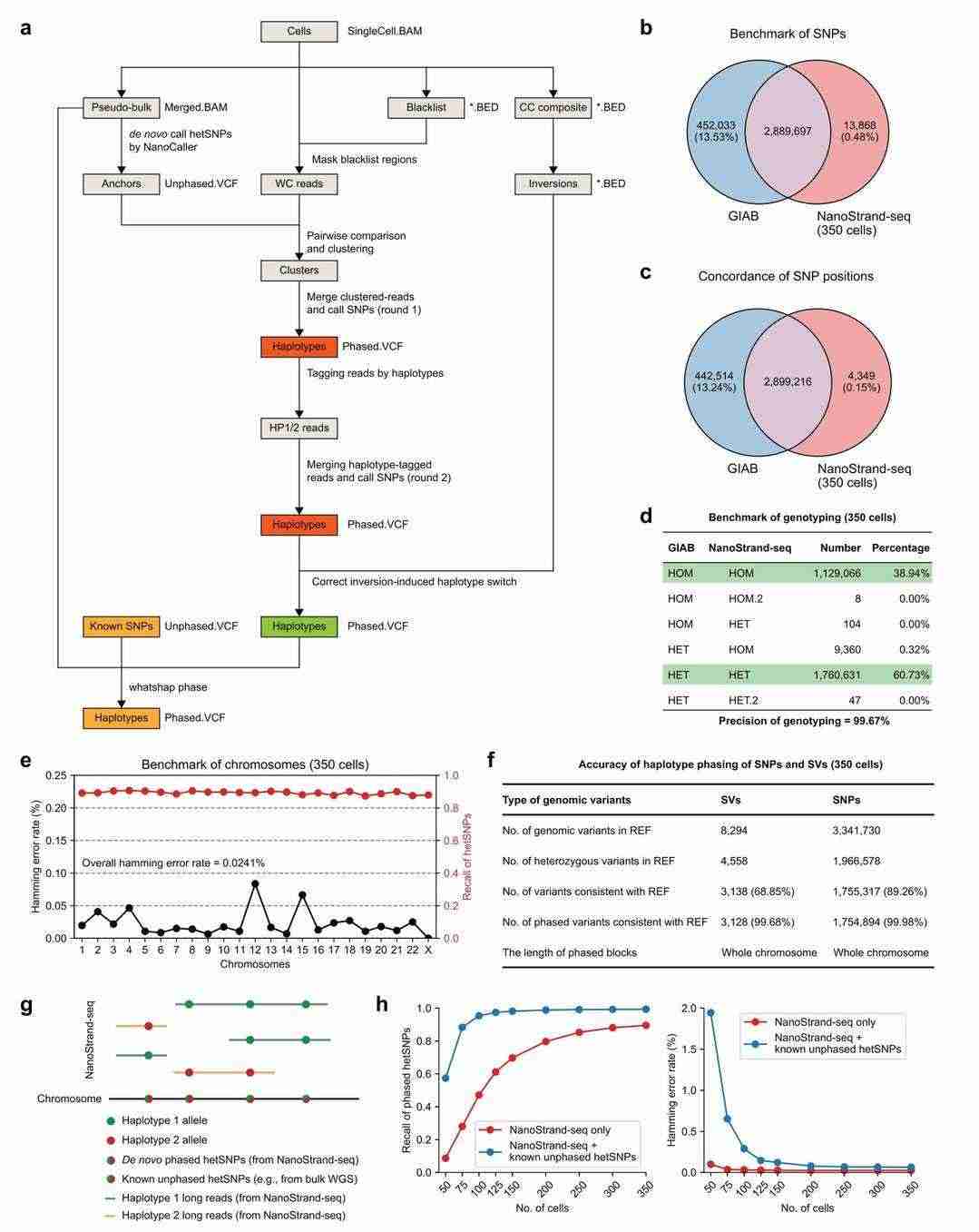 De novo calling and phasing of hetSNPs across the genome (Bai et al., 2024)