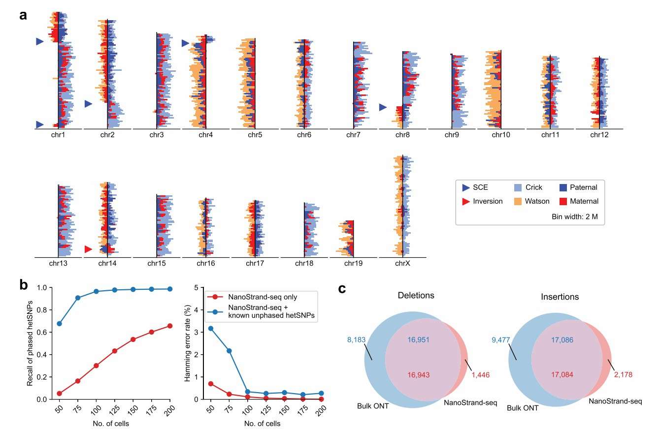 NanoStrand-seq performance with primary mouse cells (Bai et al., 2024)