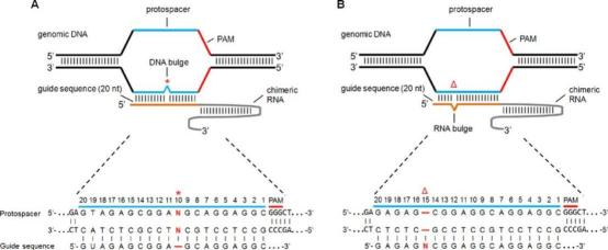 Off-Target Effects and Detection Strategies of CRISPR/Cas9 Gene Editing