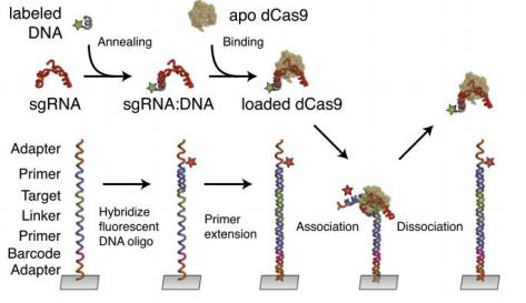 Figure 2. Workflow for high-throughput biochemical profiling experiments.