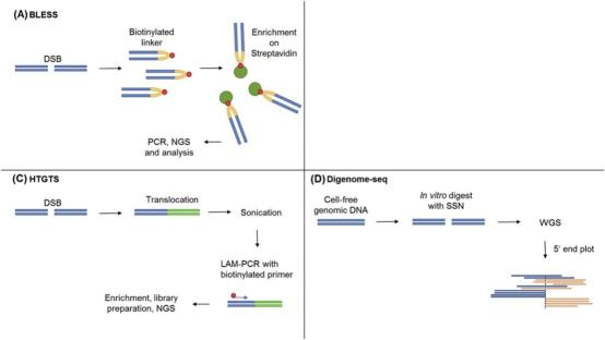 Figure 3. Overview of methods used to detect off-target mutations from site-specific nucleases (SSNs).