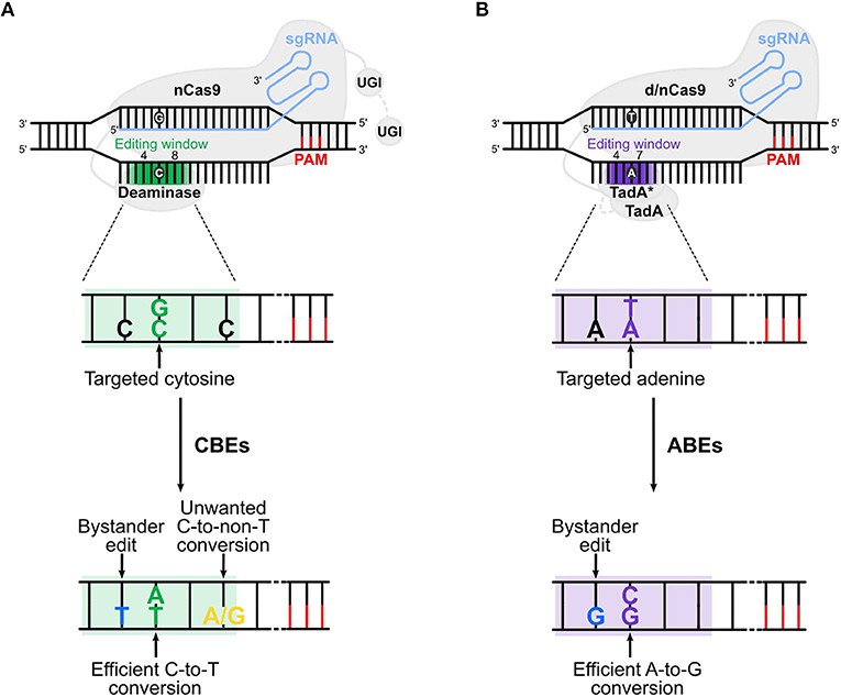 Figure 2: Diagram showing gene editing mechanisms of CBEs and ABEs in DNA modification.