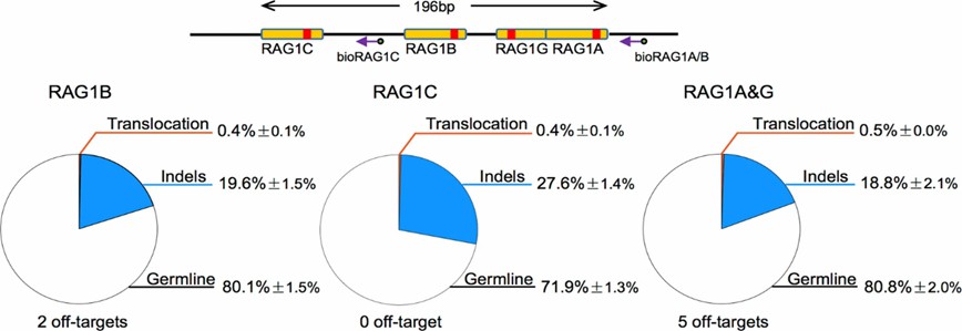 Figure 3: Illustration of Cas9 nickase's lower off-target effects and reduced on-target editing efficiency.