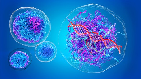 CRISPR Validation Sequencing