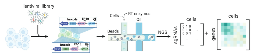 scCRISPR combined with RNA-seq (Atray et al., 2016)