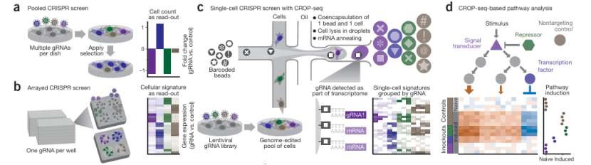 CROP-seq combined with pooled CRISPR screening (Paul et al., 2017)
