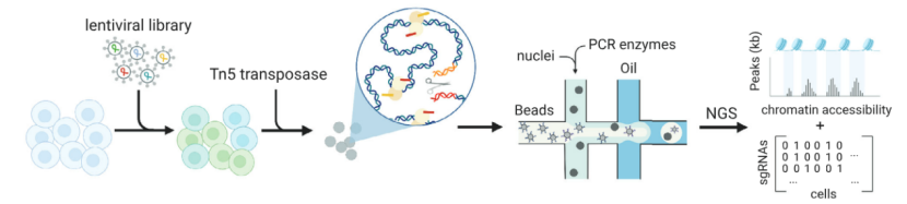 scCRISPR combined with ATAC-seq (Atray et al., 2016)