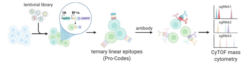 scCRISPR combined with proteome probing (Atray et al., 2016)