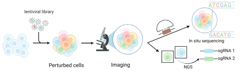 Imaging based on scCRISPR (Atray et al., 2016)