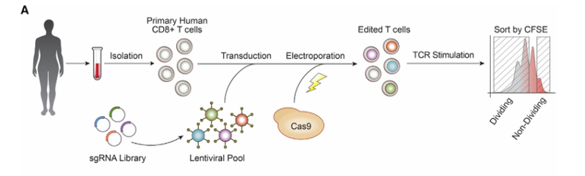 Results of a hybrid system of sgRNA lentiviral infection and Cas9 electroporation (Eric et al., 2018)