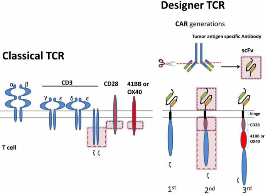 Classical TCR structure (Gao et al., 2013)