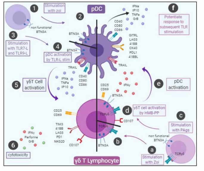 Interactions in pDCs and γδ T cell (Girard et al., 2020)