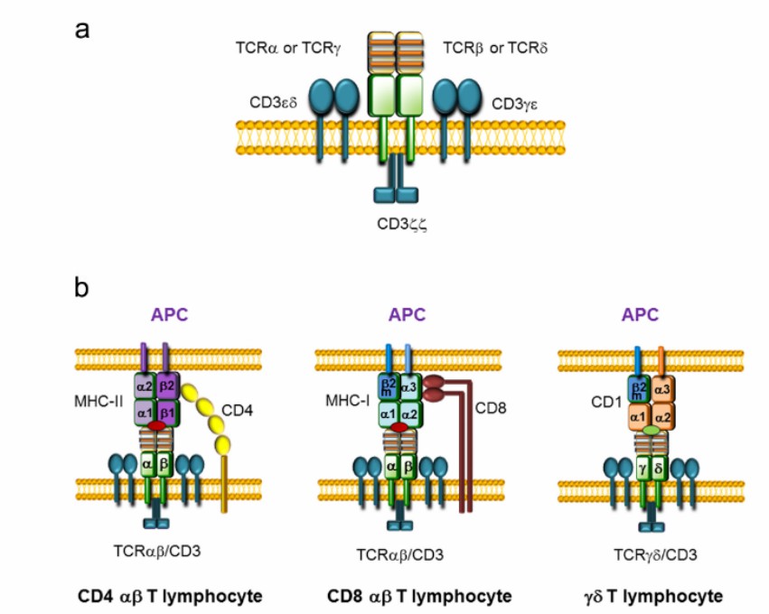 Two main types of TCR structure (Rodriguez-Caparrós et al., 2020)
